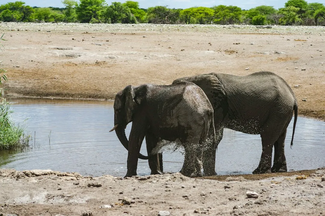 The Waterholes: Where Wildlife Gathers on Its Own Schedule (Image Credits: Unsplash)