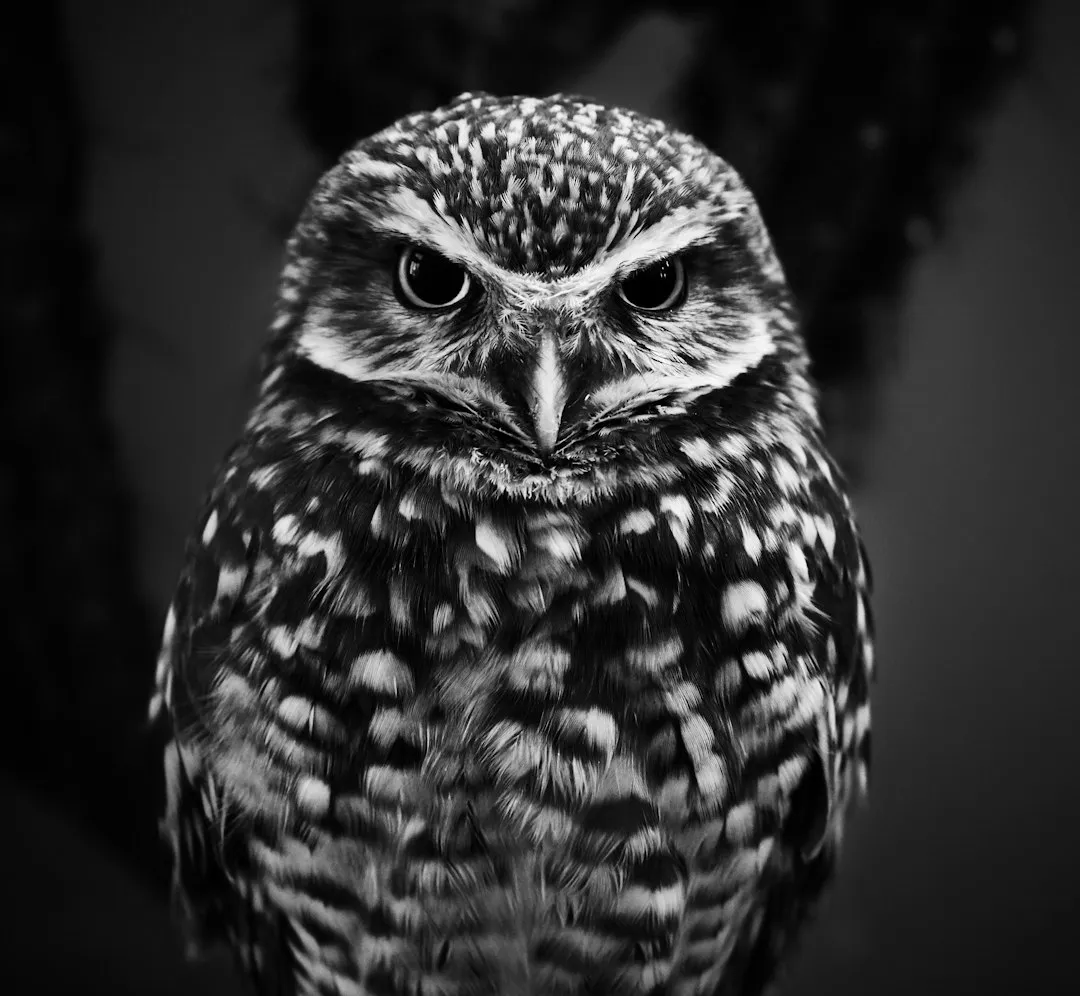 The Signs That Stay Wide Awake: Aries, Leo, Scorpio, and Aquarius (Image Credits: Unsplash)