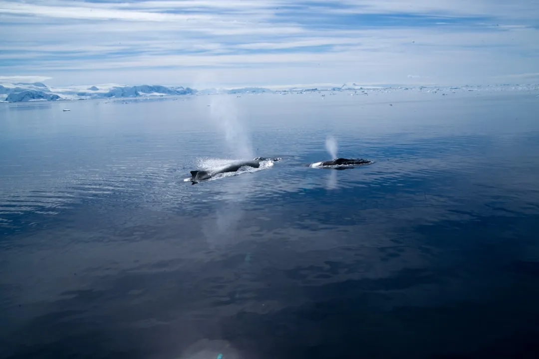 Whaling Ships by the Dozen (Image Credits: Unsplash)