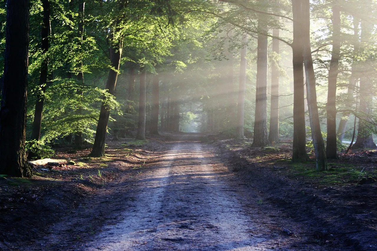 Walking the Methuselah Trail (Image Credits: Pixabay)