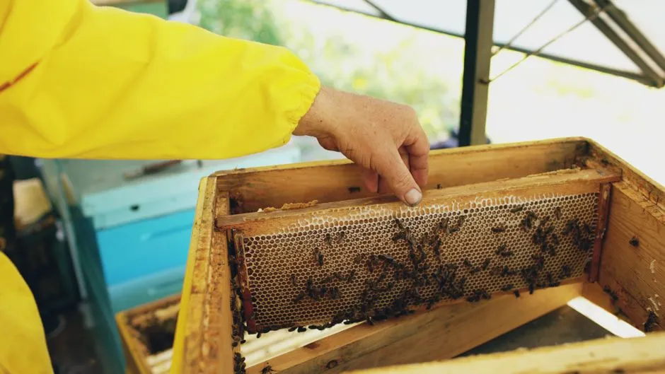 Stop Two: Inside a Working Hive, Frame by Frame (Image Credits: Pexels)