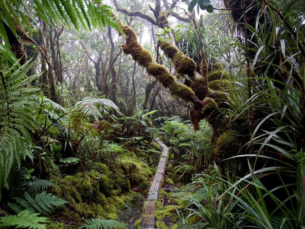 The Pepeʻopae Bog and Kamakou Preserve: Hawaii's Wild Interior (aksynth, Flickr, CC BY 2.0)