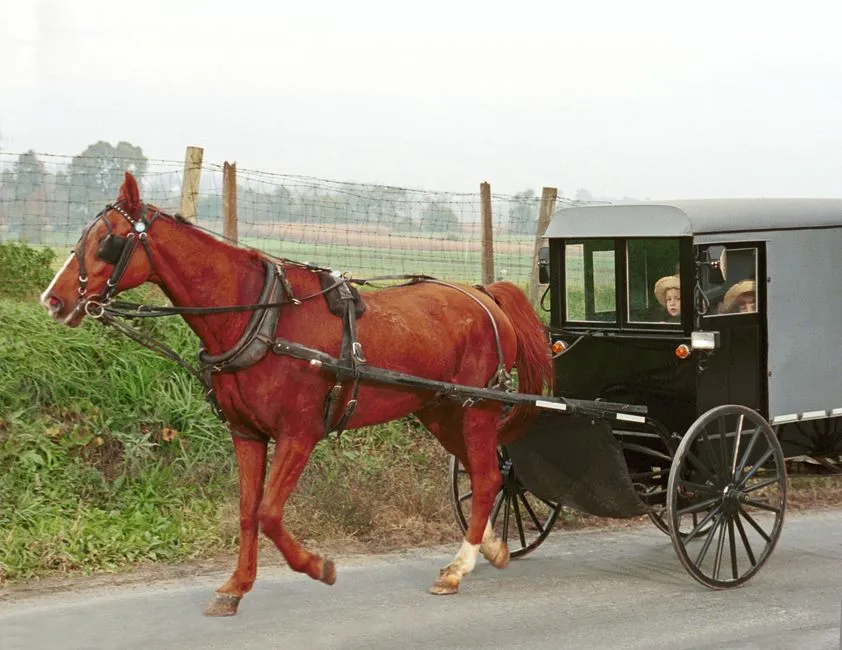 Buggy Rides and Respectful Exploration (Image Credits: Pexels)