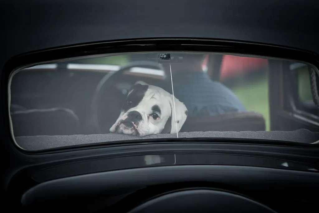 Secure Your Dog Properly in the Right Position (Image Credits: Flickr)