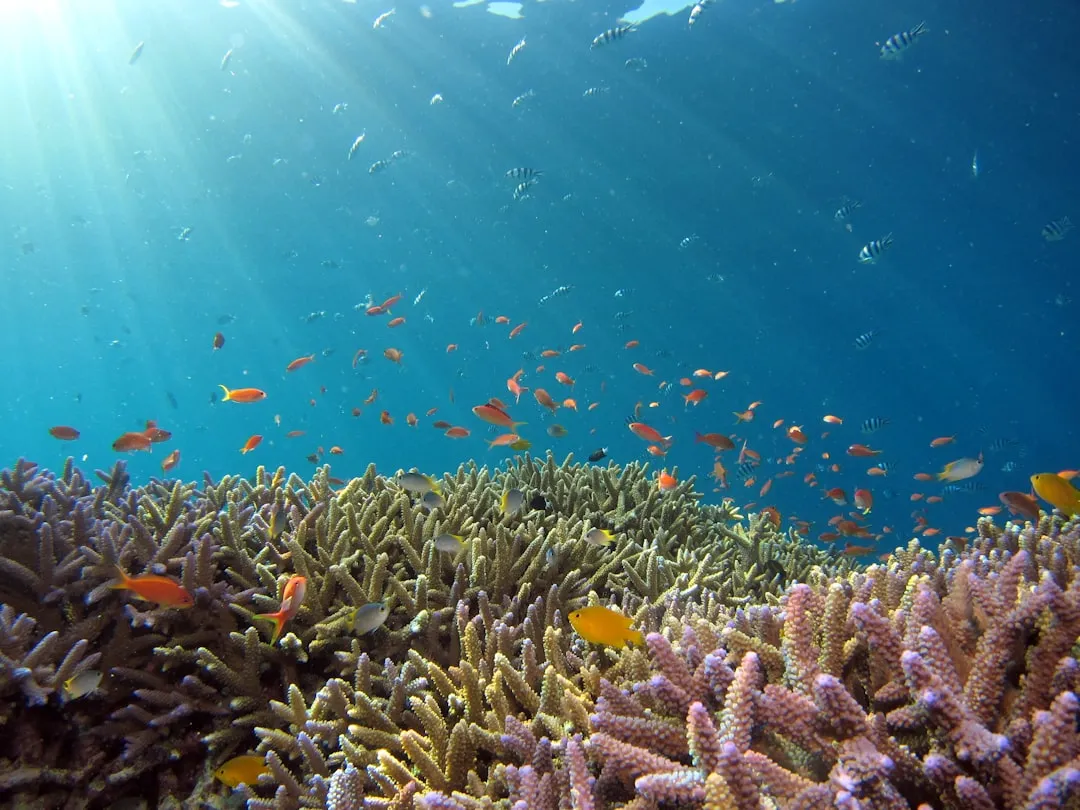 The Reef That Surrounds the Whole Island (Image Credits: Unsplash)