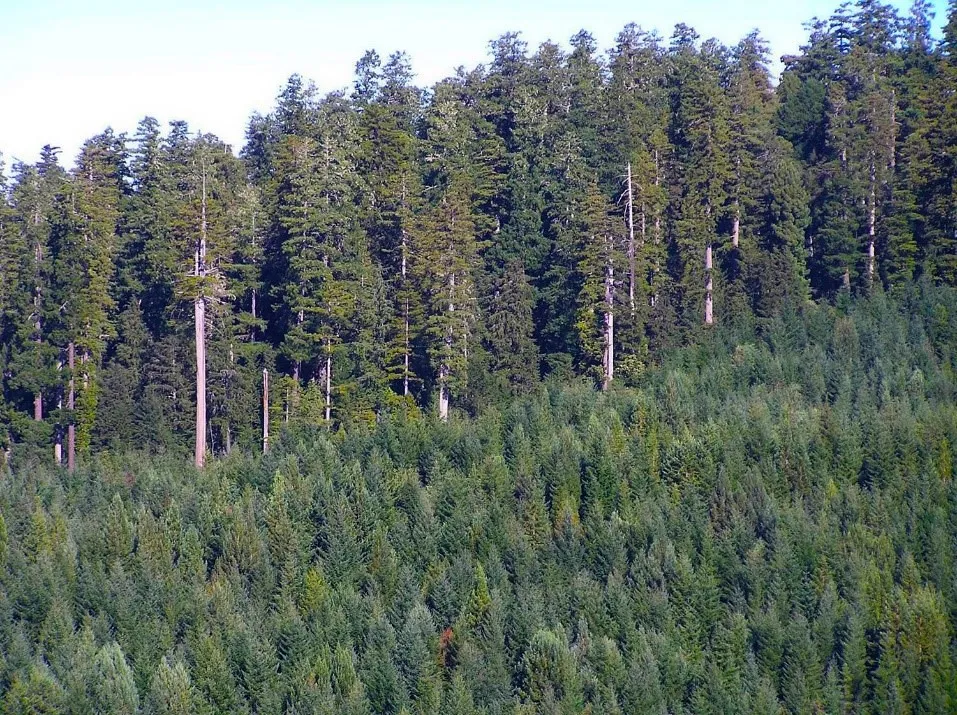 What Hyperion Tells Us About Old-Growth Forests (Image Credits: Flickr)