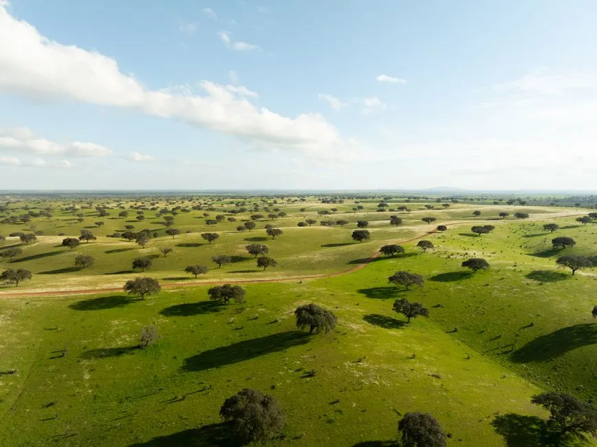 Conservation That Actually Works (Image Credits: Pexels)