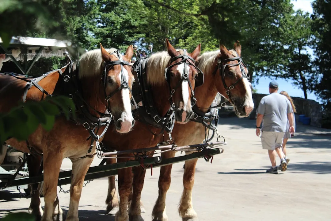 Mackinac Island: The Original Car-Free Destination (Image Credits: Unsplash)