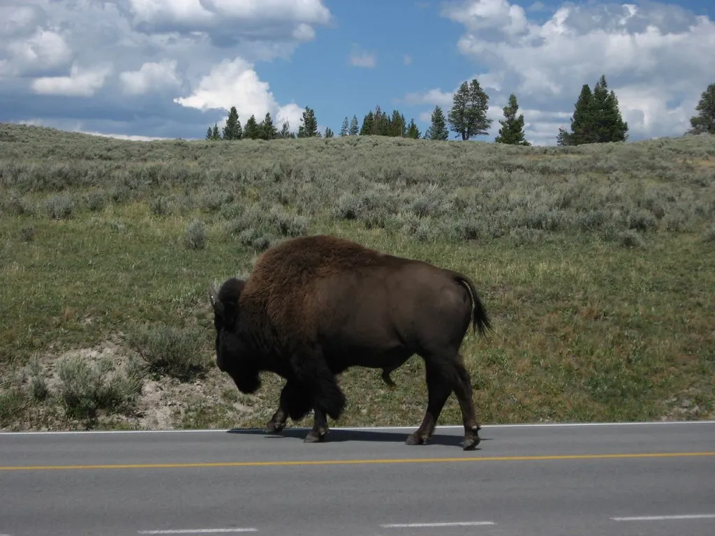 3. Understand That Wild Animals Are Not Predictable (Ken Lund, Flickr, CC BY-SA 2.0)
