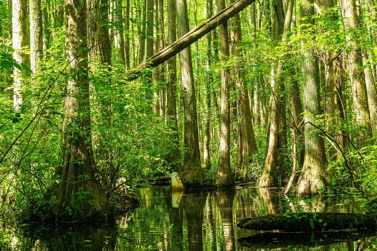 The Atchafalaya Basin - North America's Largest River Swamp (Image Credits: Pixabay)