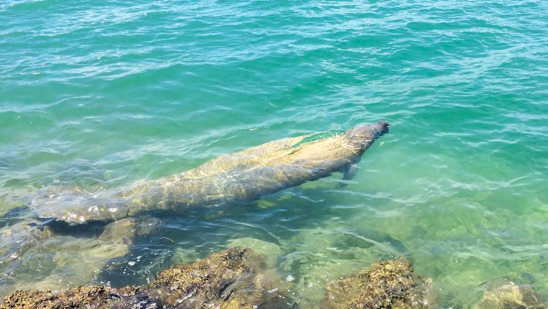 Wildlife You Can Actually See Below Your Kayak (Image Credits: Unsplash)