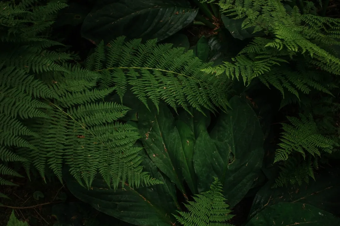 A Town That Began in a Glade of Six-Foot Ferns (Image Credits: Unsplash)