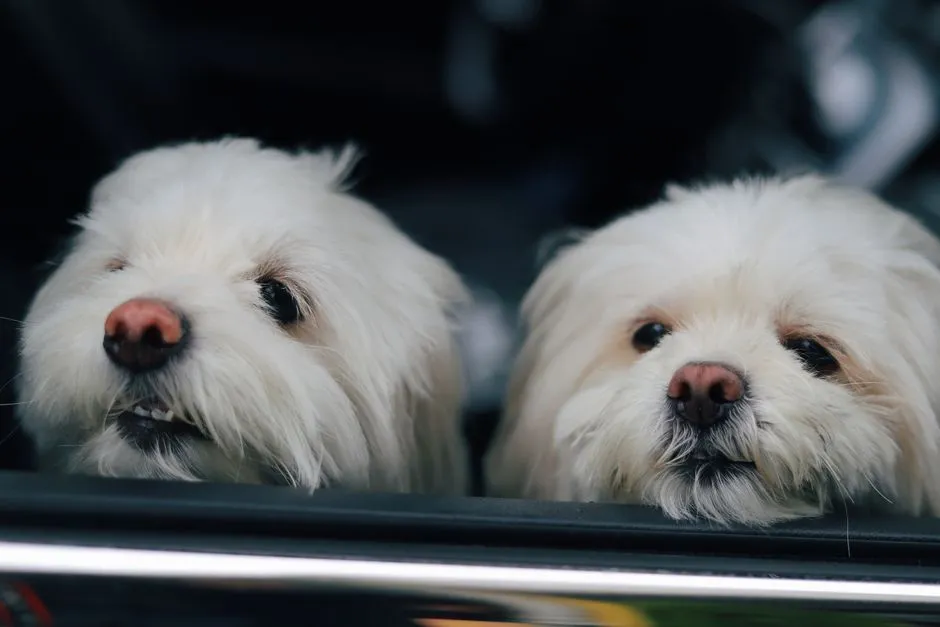 Gemini: The Social Traveler With a Companion in Tow (Image Credits: Pexels)