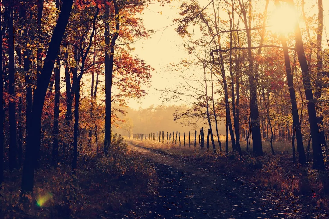 The First Week of October: New Hampshire's North Country and Maine's Deep Woods (Image Credits: Unsplash)