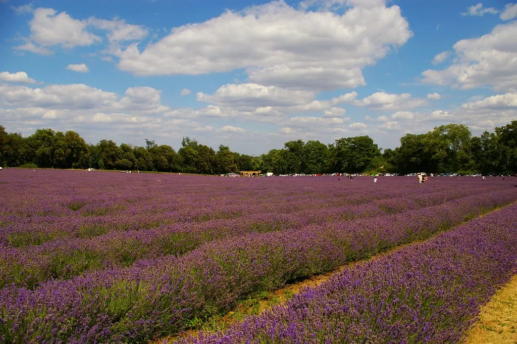 The Agritourism Pull of a Purple Field (juneuk83, Flickr, CC BY-SA 2.0)