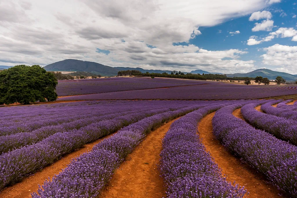 Helvetia Lavender Farm, Hills Above Portland, Oregon (Steven Penton, Flickr, CC BY-SA 2.0)
