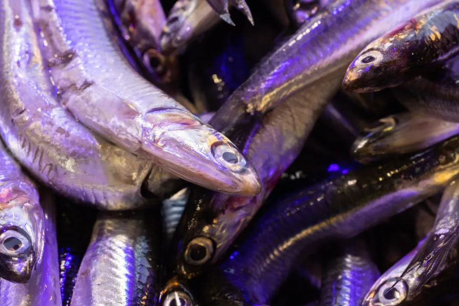 The Annual Smelt Run: A Coastal Phenomenon Worth Planning Around (Image Credits: Pexels)