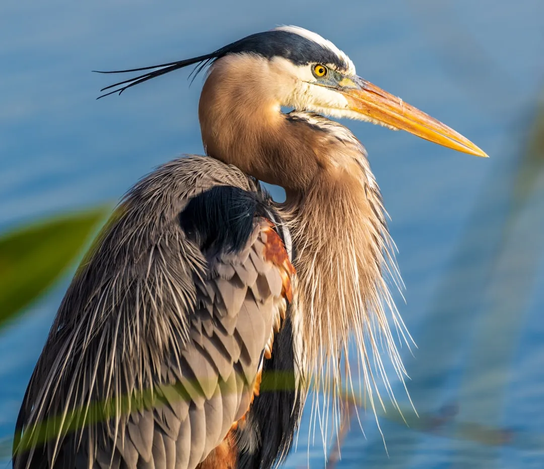 Birdwatching That Rivals the Country's Best Spots (Image Credits: Unsplash)