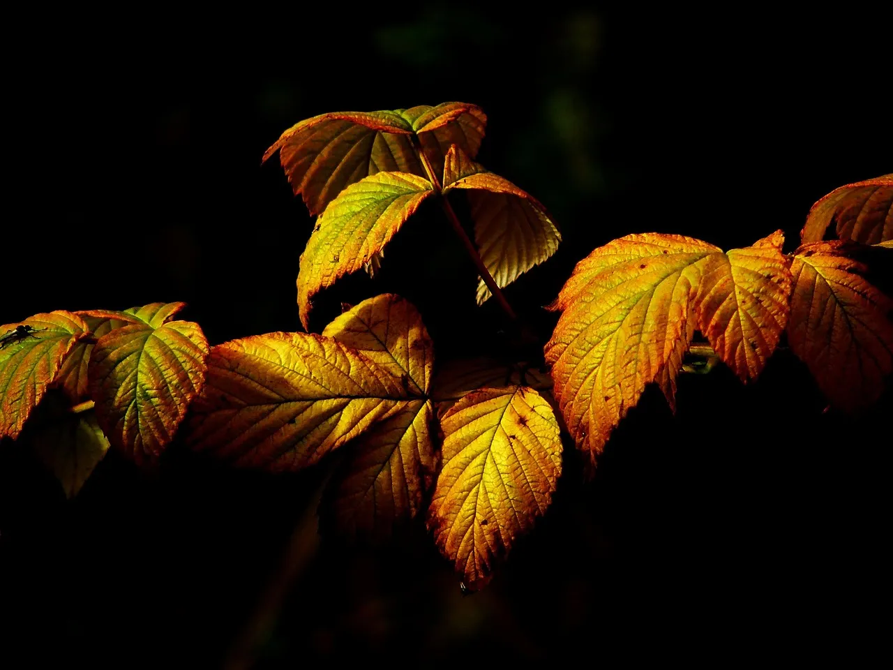 The Science Behind the Color Change (Image Credits: Pixabay)