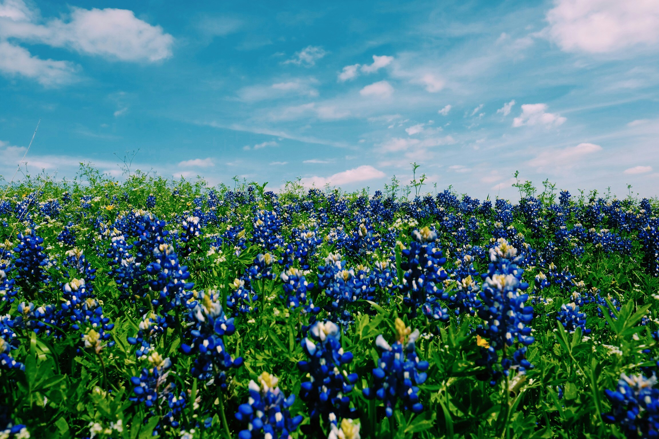 Texas Hill Country Hospitality: Peach Orchards, Bluebonnets, and Small-Town Charm