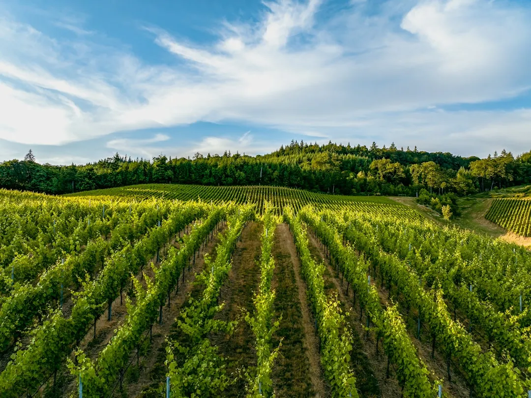 The Reservation-Free Freedom Factor (Image Credits: Unsplash)