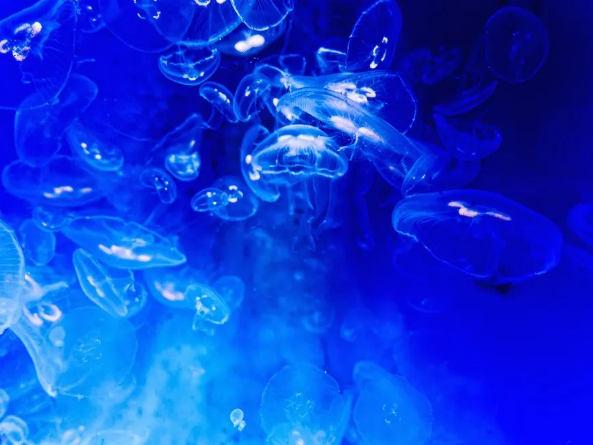 Meet the Organism Behind the Glow (Image Credits: Pexels)