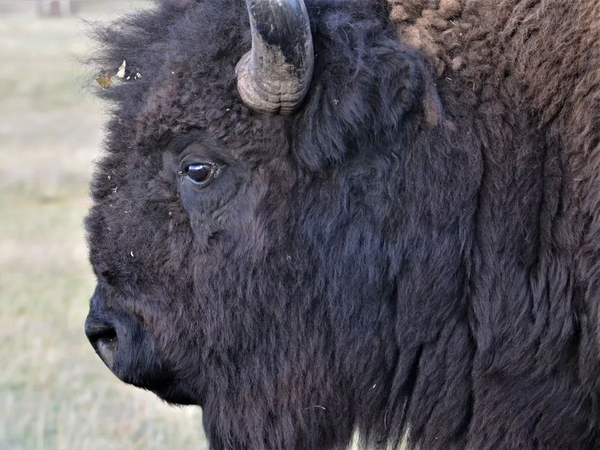 The Specific Habit: Turning Your Back on a Wild Animal (Image Credits: Pexels)