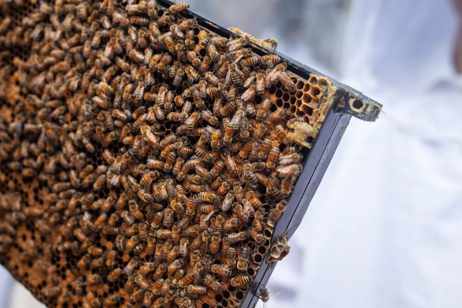 Why Urban Honey Is Often Surprisingly Pure (Image Credits: Pexels)