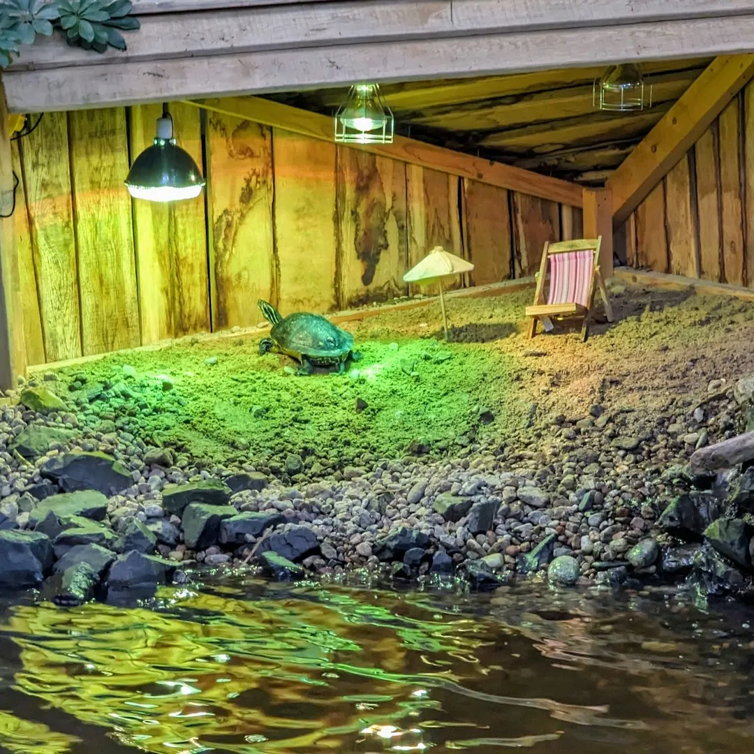 Switch to Turtle-Safe Red or Amber Lighting (Image Credits: Unsplash)
