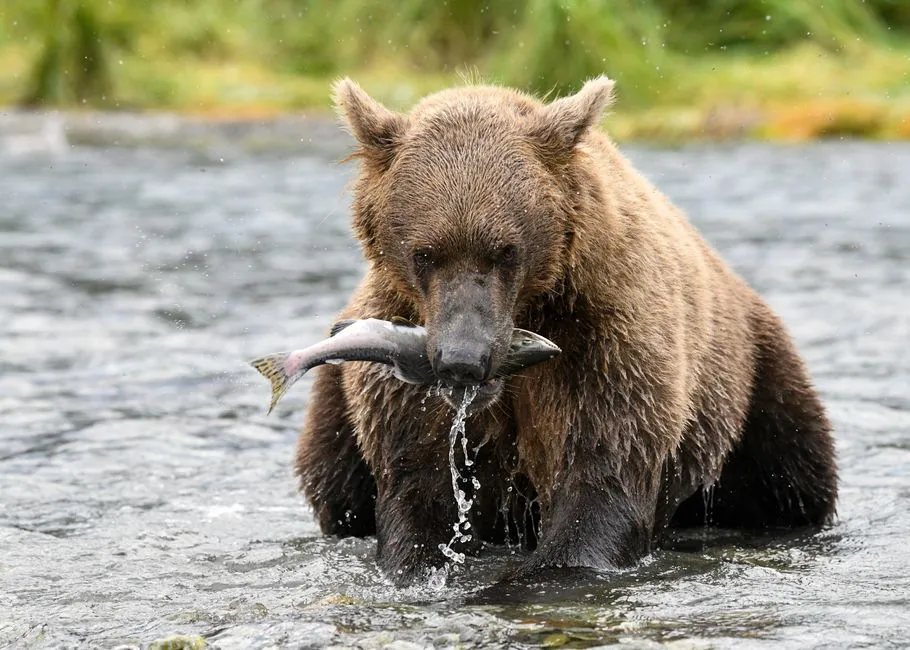Alaska as a Fishing Destination (Image Credits: Pexels)