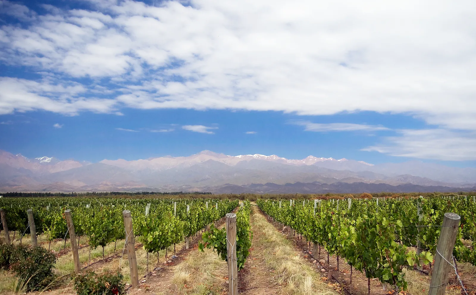 The Uco Valley's Quiet Takeover (Salentein Vinyard, CC BY 2.0)