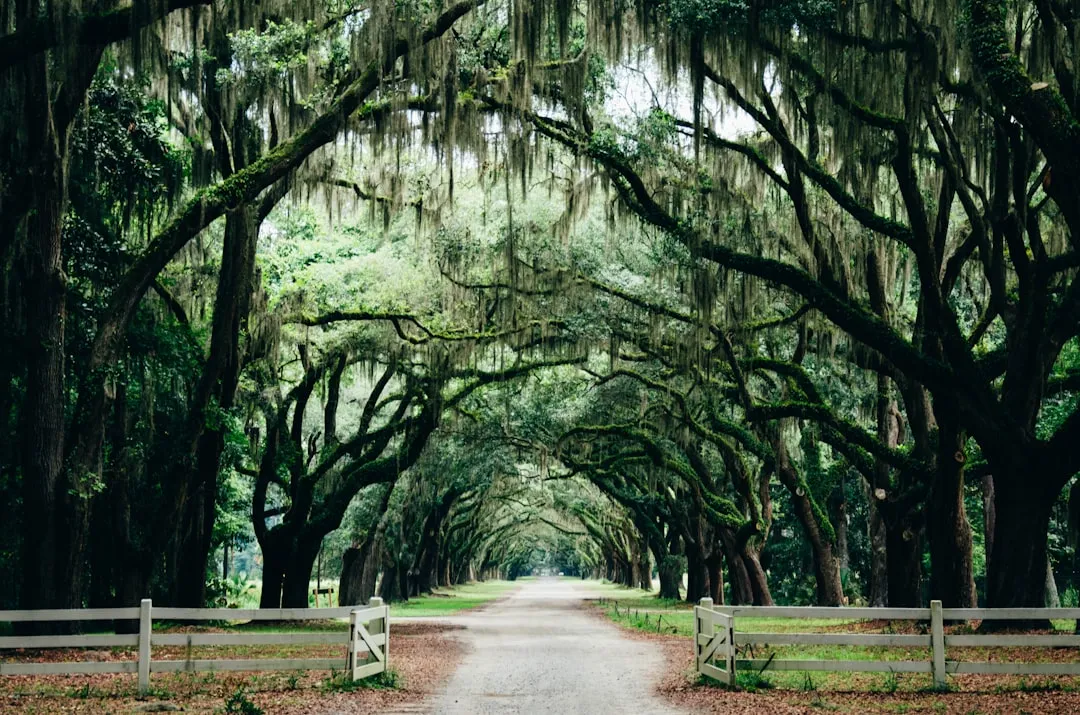 The Science Behind the Moss: What You're Actually Looking At (Image Credits: Unsplash)