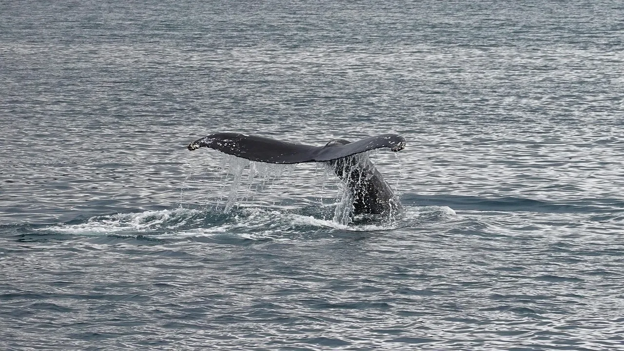The Numbers at the Whale Watching Center (Image Credits: Pixabay)