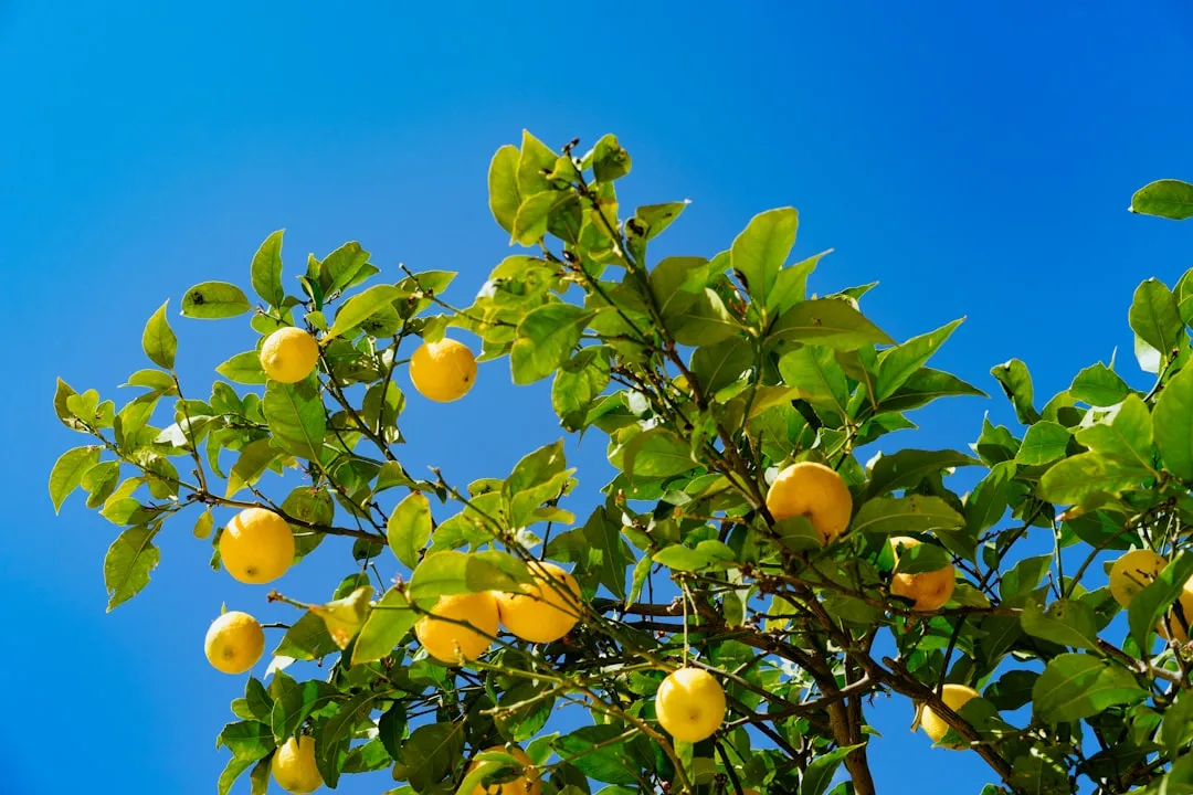 6. Riad Les Yeux Bleus: Blue Tiles and Citrus Trees (Image Credits: Unsplash)