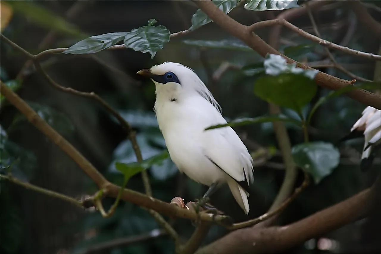 Project 3: The Bali Starling Community Sanctuary, Nusa Penida, Indonesia (Image Credits: Pixabay)