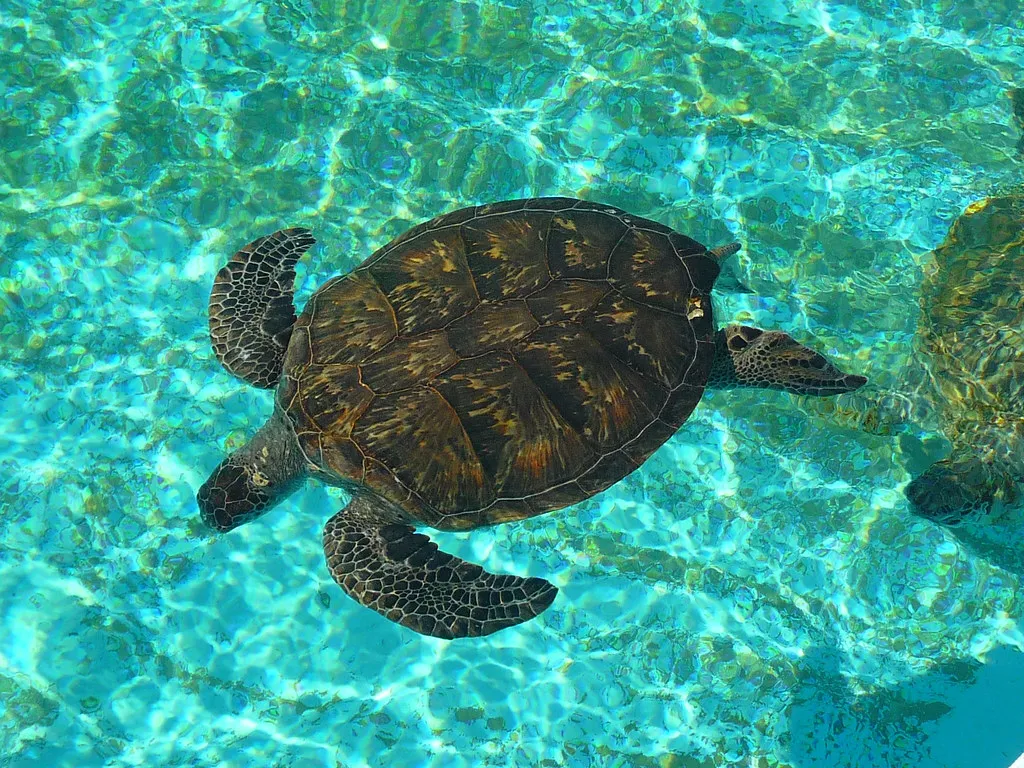 Okinawa, Japan: Reef, Culture, and Turtles on the Same Dive (SteFou!, Flickr, CC BY 2.0)