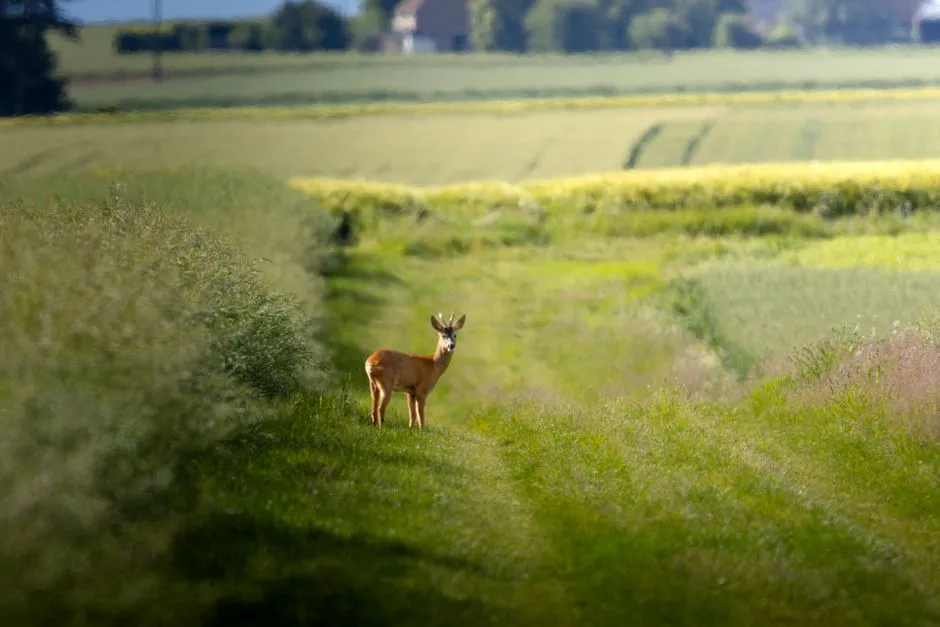 5. Give Wildlife Plenty of Space (Image Credits: Pexels)