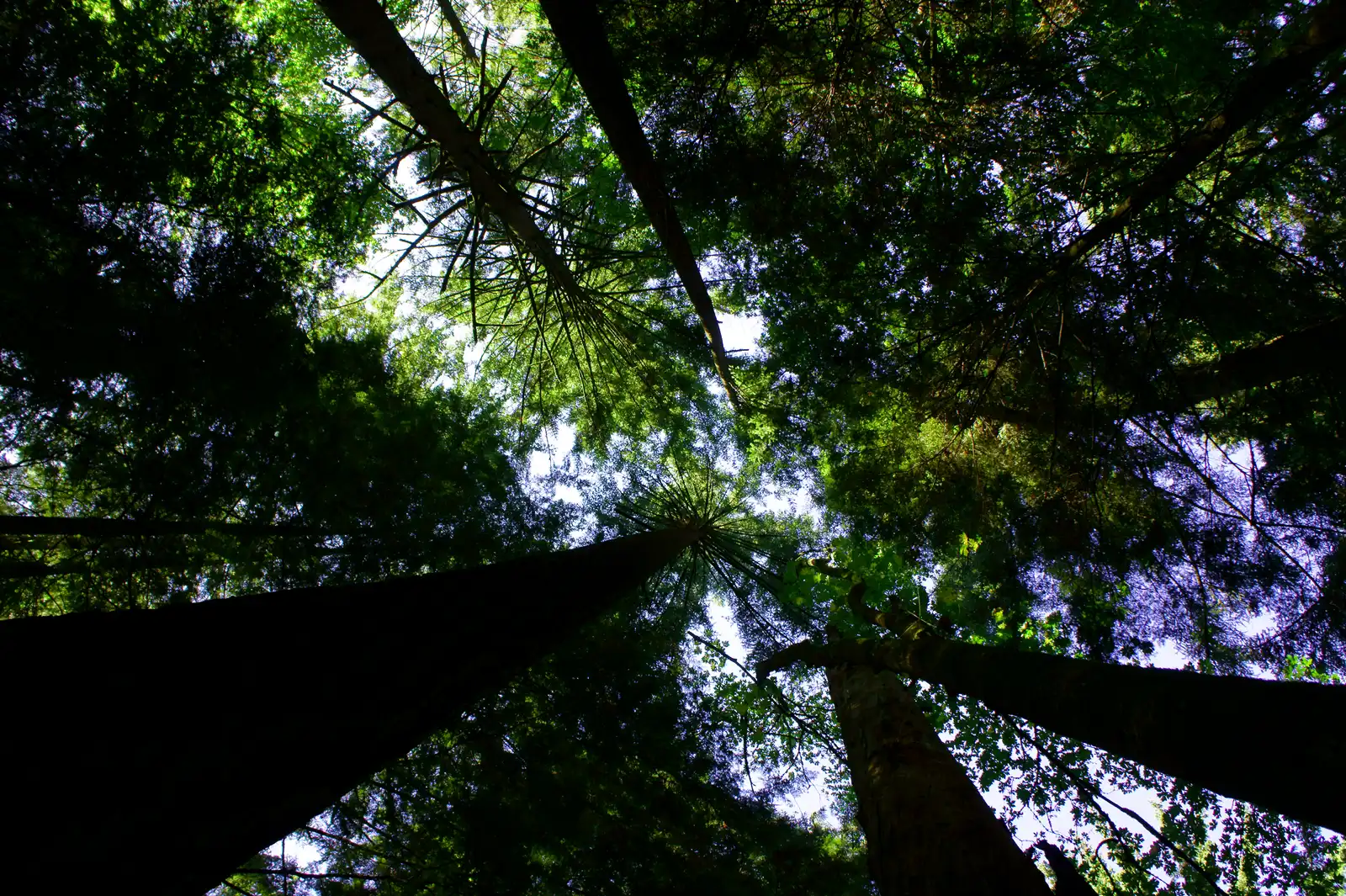 Where Old-Growth Canopy Courses Actually Exist (By David Patte/U.S. Fish and Wildlife, Public domain)