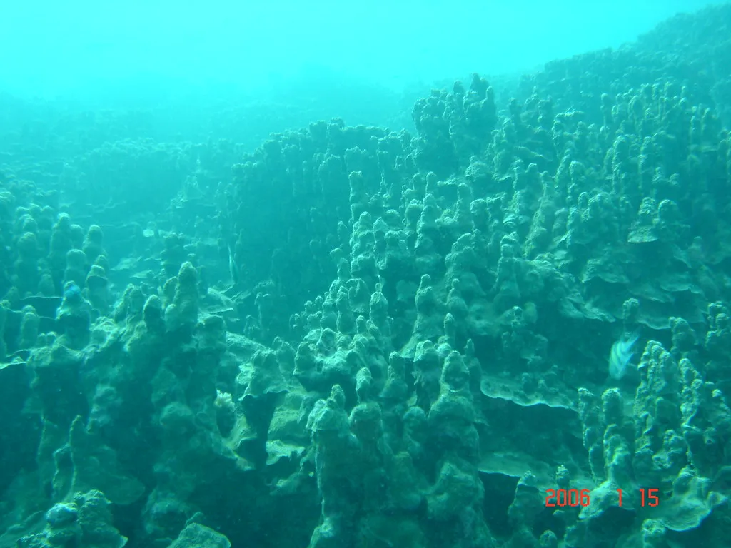 A Reason to Keep the Reef Alive (delphinus18, Flickr, CC BY 2.0)
