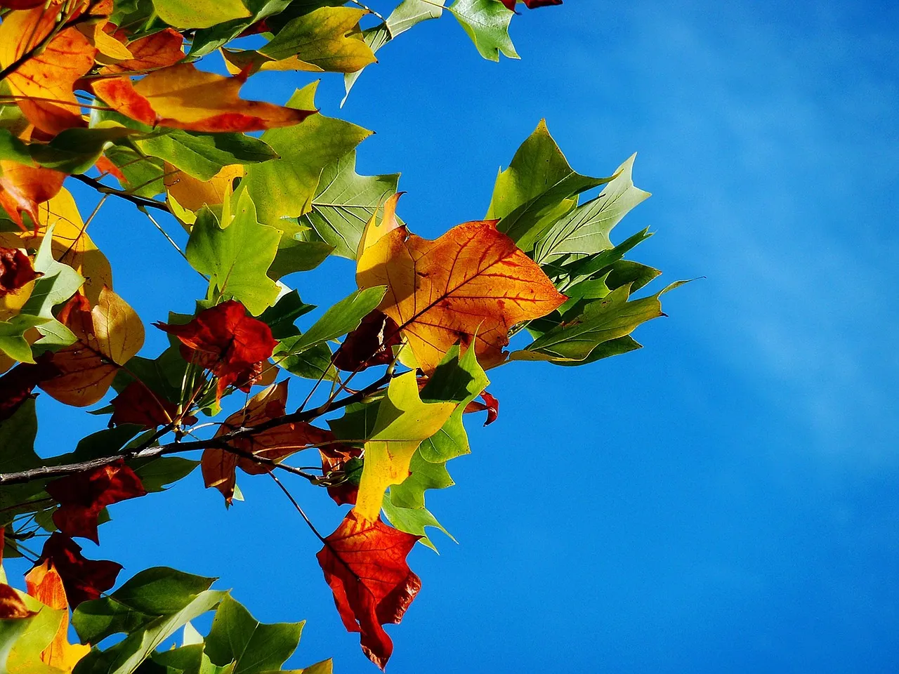 What Science Says About the Colors (Image Credits: Pixabay)