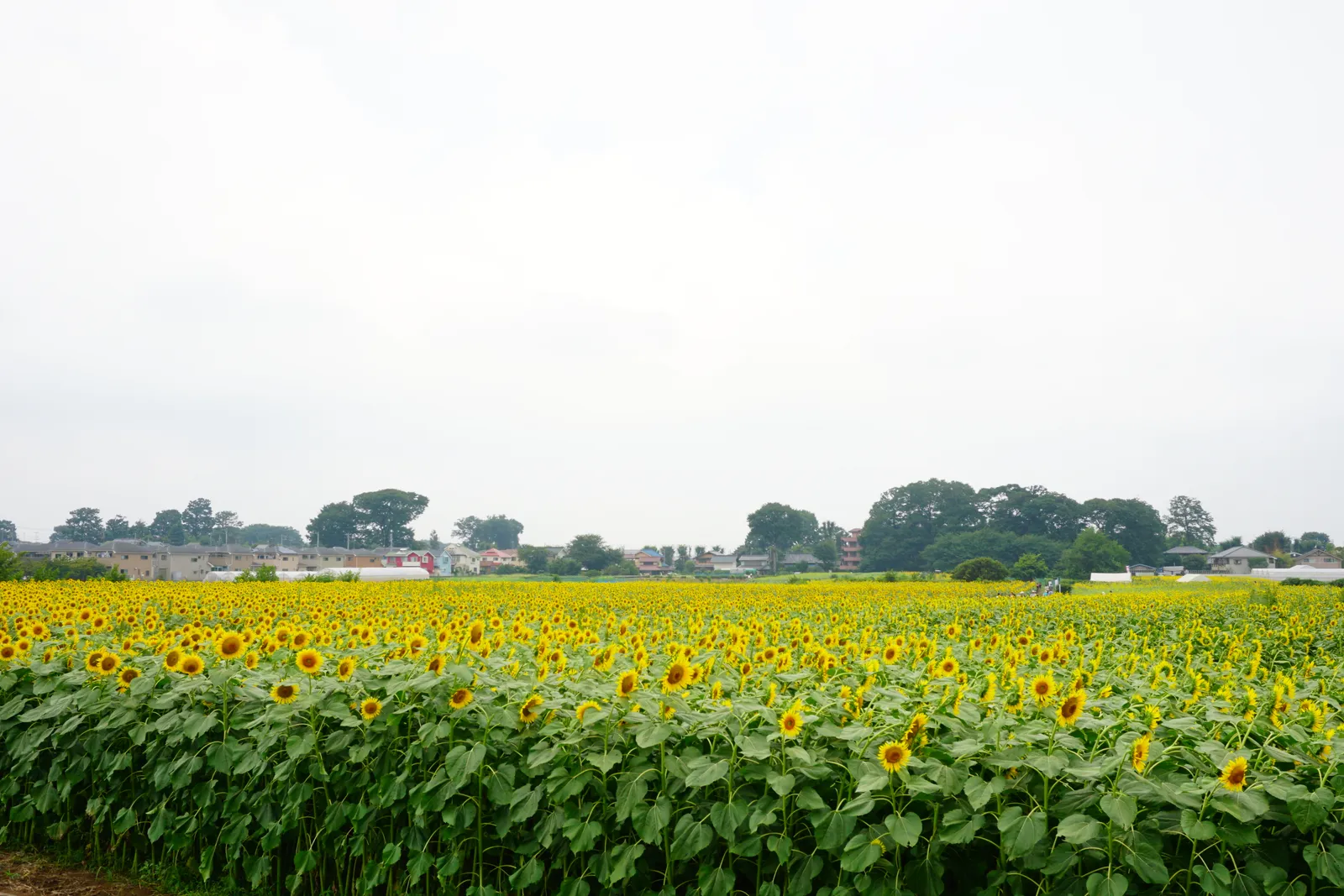 Sunflower Festivals as Community Anchors (By 御嶽木郎, CC BY-SA 4.0)