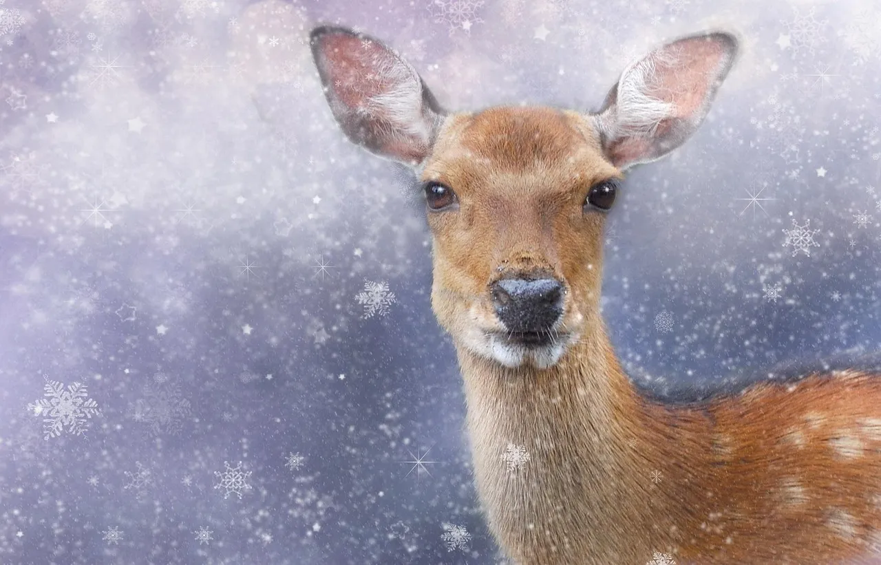 Wildlife Watching Gets Easier When the Leaves Come Down (Image Credits: Pixabay)