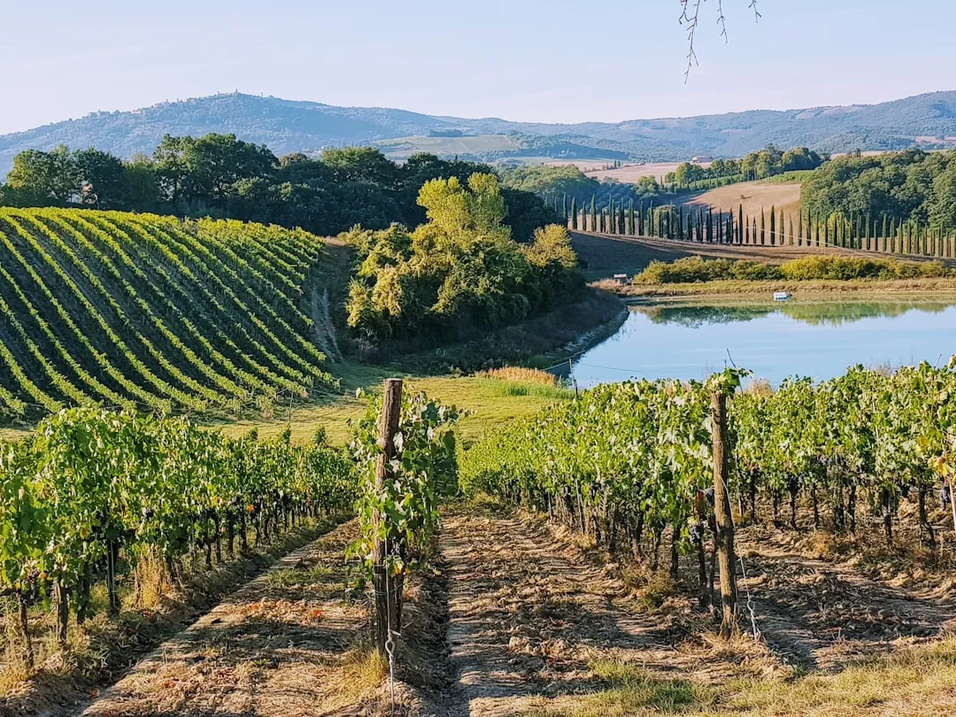 Tuscany, Italy: Family Estates Leading Organic Farming (Image Credits: Unsplash)