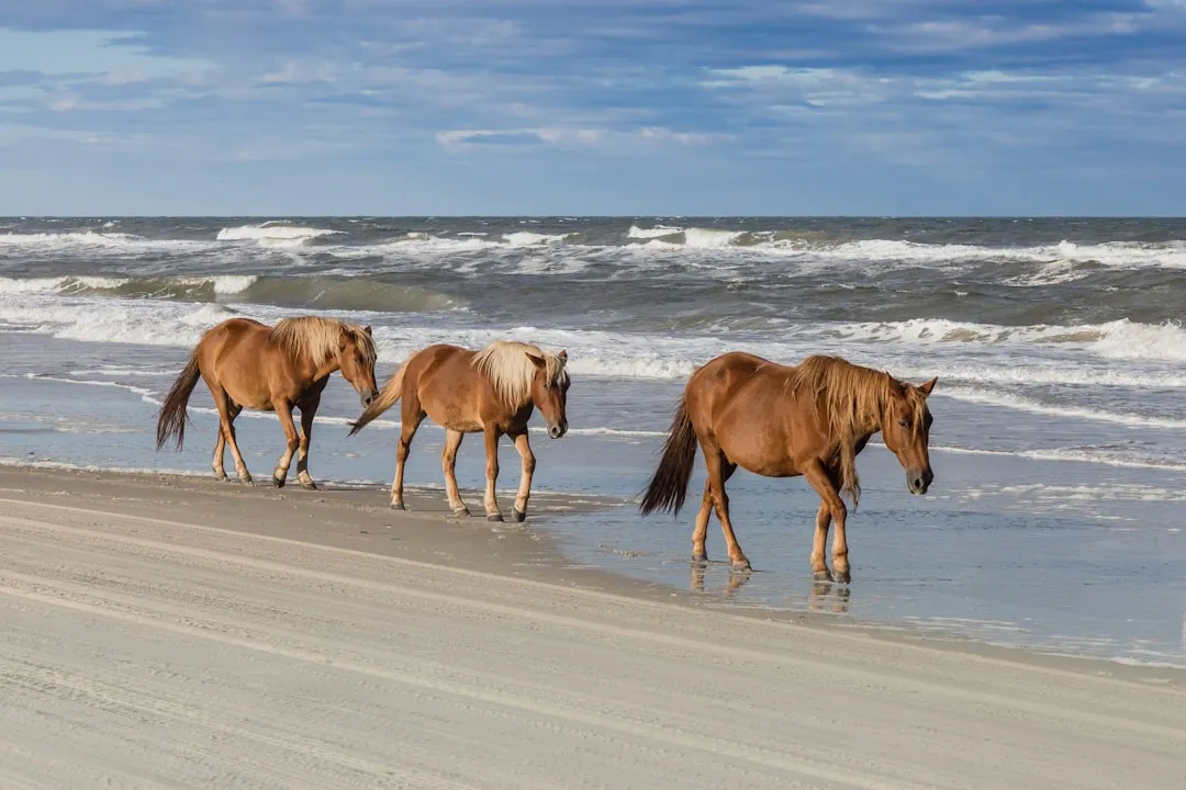 8. Outer Banks, North Carolina (Image Credits: Unsplash)