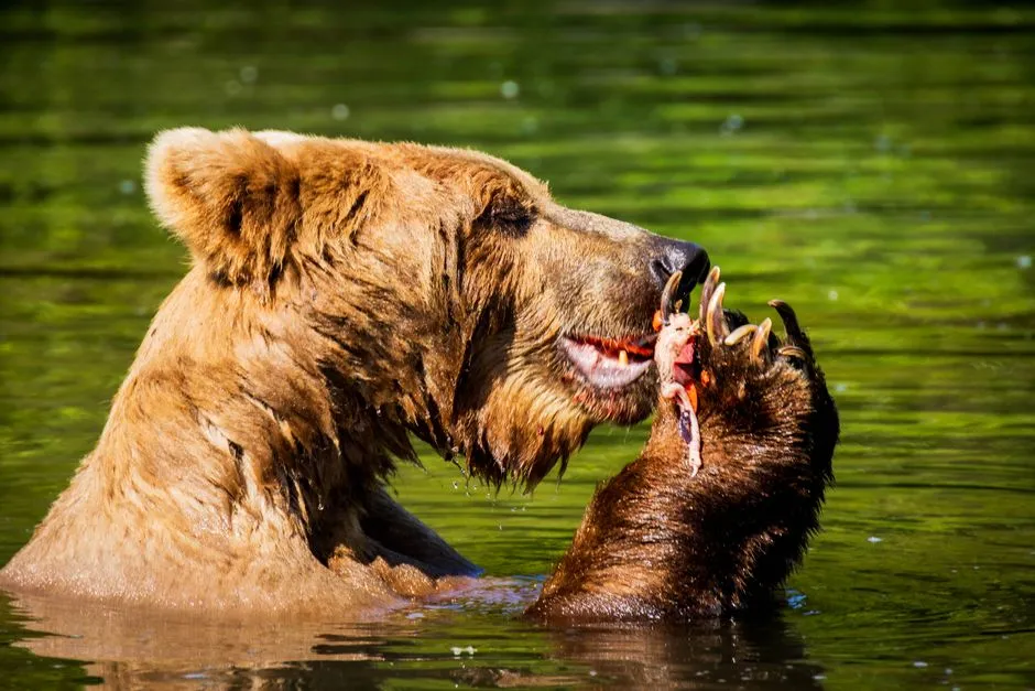 The Growing Draw of Wildlife Tourism and What It Means for Salmon (Image Credits: Pexels)