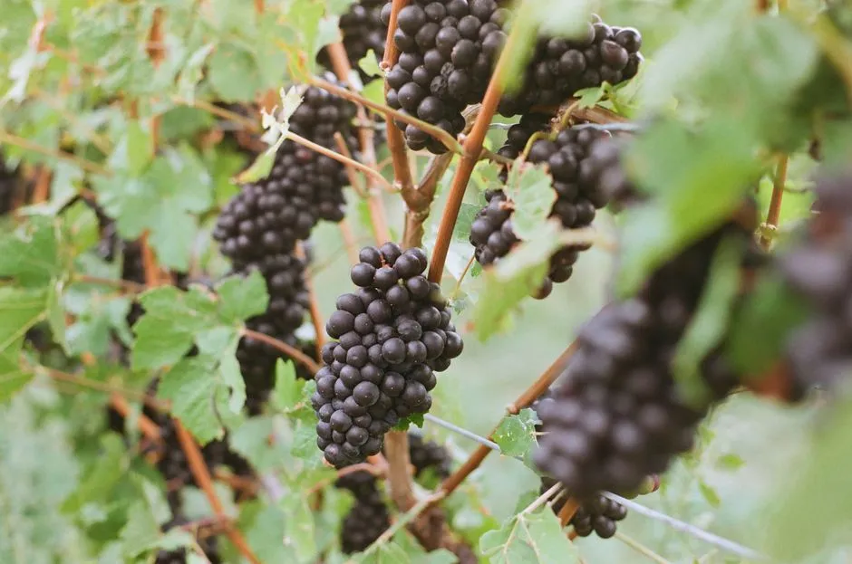 What Burgundy's Arrival Said About Oregon's Potential (Image Credits: Pexels)