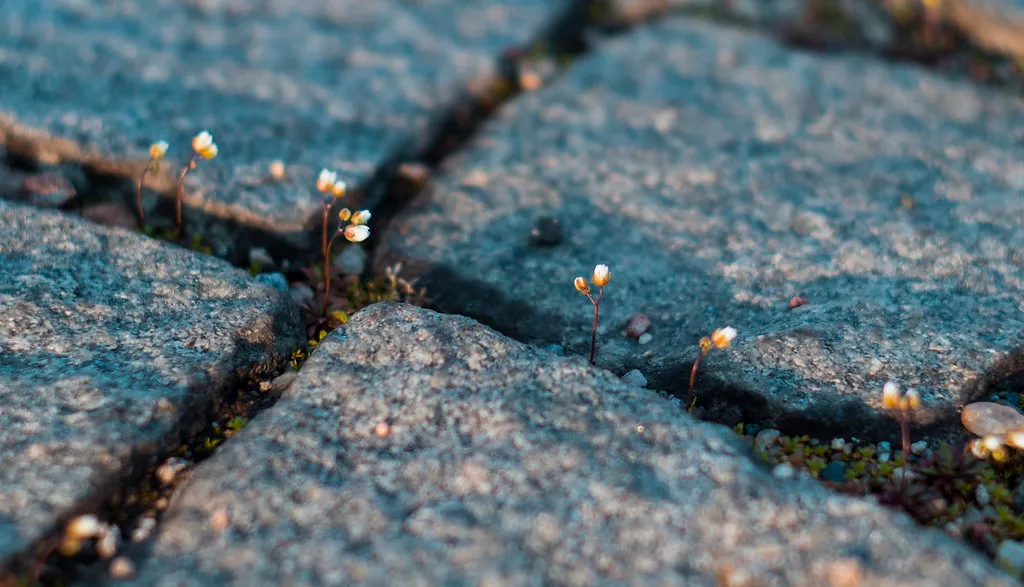 Urbanization and the Growing Gap from Nature (Tom Mrazek, Flickr, CC BY 2.0)