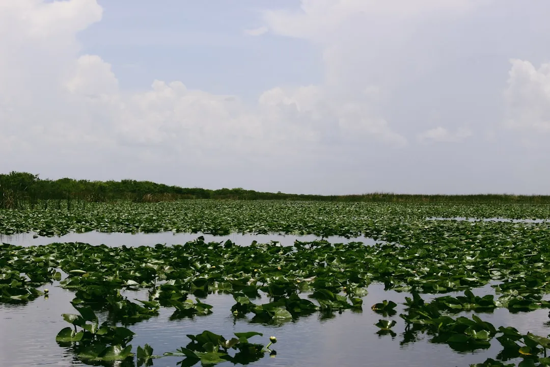 3. Everglades National Park: Multiple Boardwalks, Constantly Improving (Image Credits: Unsplash)