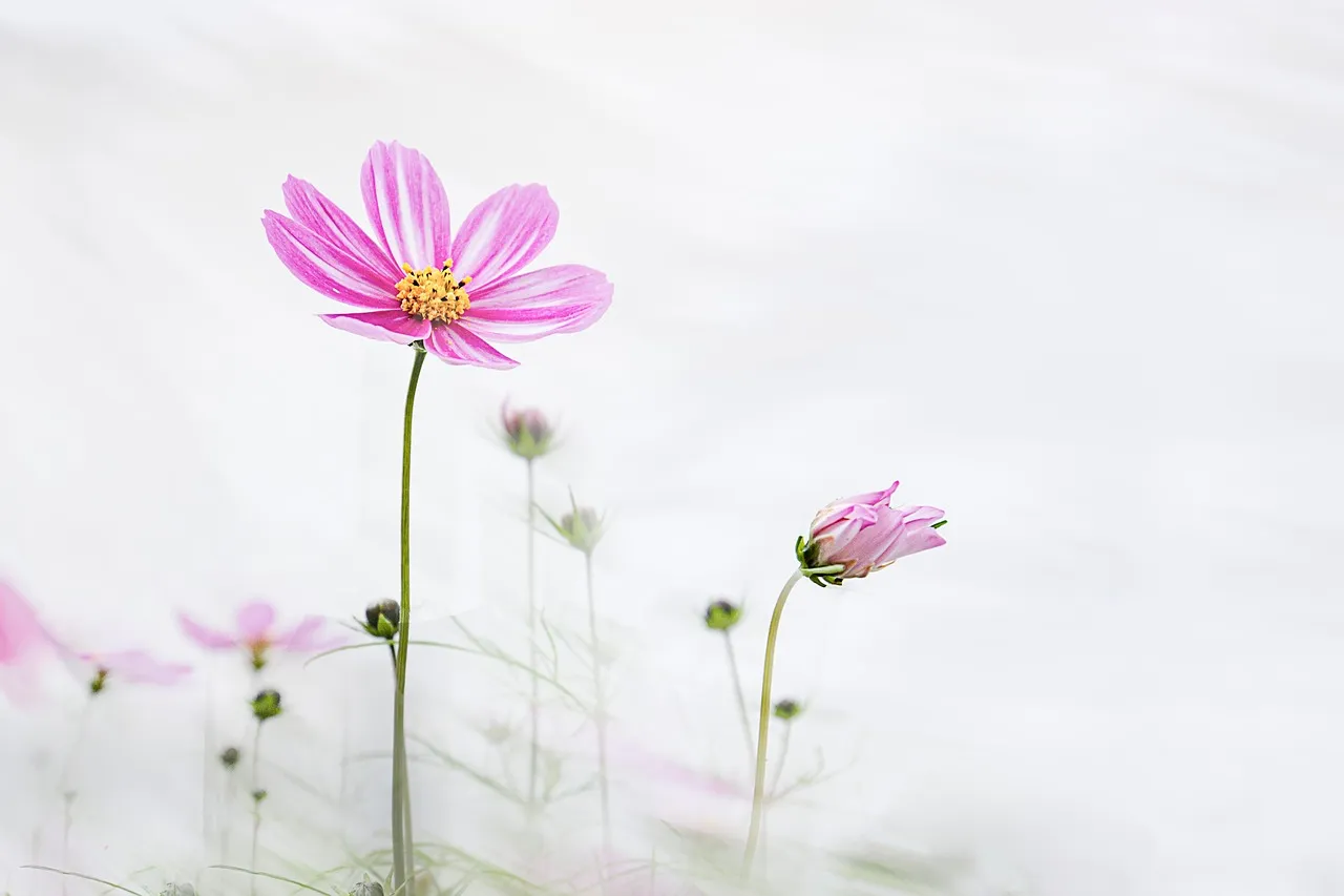 Why Scent Memories Are So Resistant to Fading (Image Credits: Pixabay)