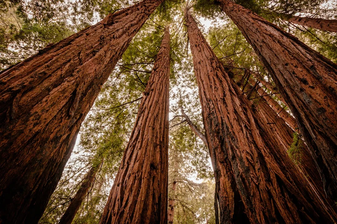 Surrounded by Ancient Redwoods on All Sides (Image Credits: Unsplash)